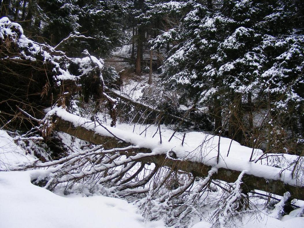 Nel bosco, una inutile strage.